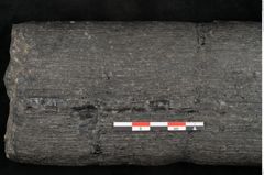 Foto (Detailansicht) von Calamites communis Ettingshausen (NHMW-GEO-2024-0188-10968)